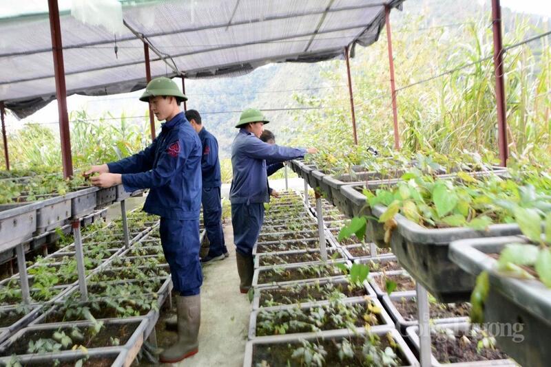 Cây sâm trên đất Bum Nưa, mở ra một hướng đi mới cho kinh tế dược liệu vùng cao
