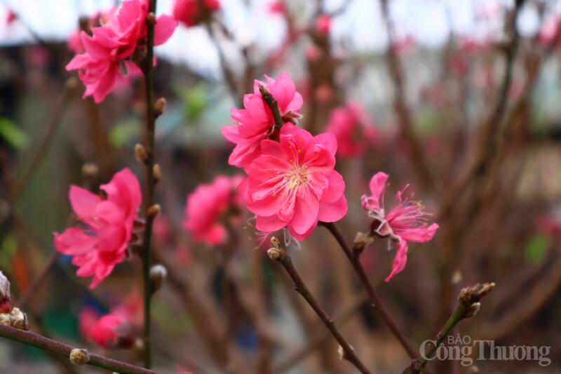 Theo ghi nhận, năm nay, đào nở sớm có chất lượng khá tốt. Những gốc đào được người nông dân chăm sóc kỹ lưỡng, cánh hoa dày và màu sắc tươi tắn