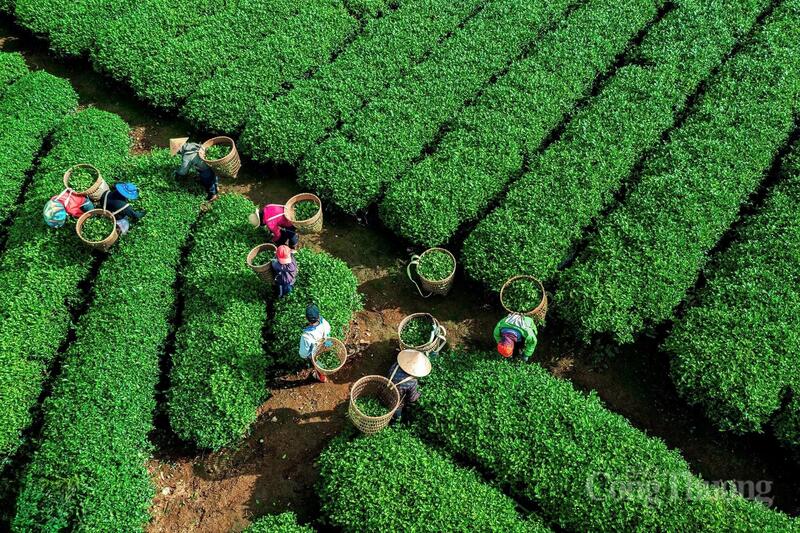 Lâm Đồng là địa phương có diện tích, sản lượng chè lớn nhất Việt Nam. Ảnh Minh An