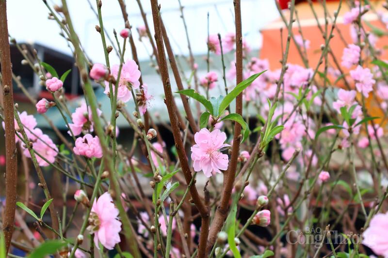 Những nụ hoa đào nở sớm, báo hiệu không khí xuân mới đang đến gần