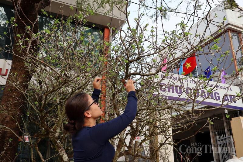 Chị Nguyễn Khánh Ly (Hà Nội) chuyên bán đào rừng chia sẻ: "Lượng khách tìm mua thời điểm này khá ổn định, chủ yếu là các văn phòng, quán cà phê hay những gia đình muốn tìm kiếm không khí Tết sớm cho không gian sống"
