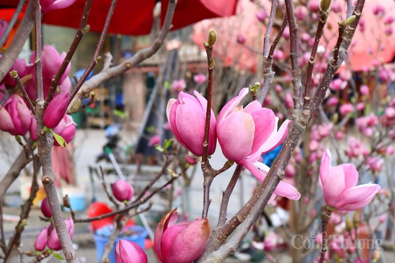 Chùm ảnh: Hà Nội rực rỡ sắc đào những ngày tháng Chạp  - 11