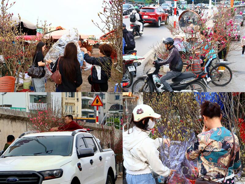 Không chờ đến sát Tết, nhiều người dân Hà Nội đã tranh thủ đi chọn cho mình những cành đào ưng ý nhất để trang trí nhà cửa hoặc nơi làm việc