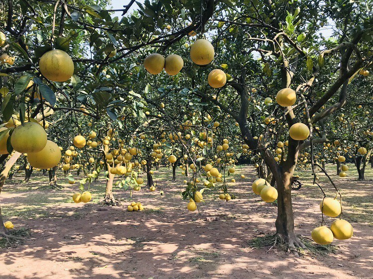 Sản xuất hữu cơ chính là chất xúc tác làm sâu sắc hơn mối quan hệ giữa người trồng và người mua. Ảnh minh hoạ