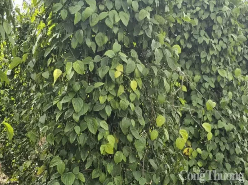 Năm 2025, xuất khẩu hồ tiêu của Việt Nam đạt 246,1 nghìn tấn, trị giá 1,66 tỷ USD, giảm 1,5% về lượng nhưng tăng 26,3% về trị giá so với năm 2024.