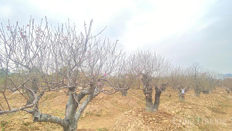 Các cây đào có giá từ 15 - 30 triệu đồng tại phường An Dương, TP. Hải Phòng.