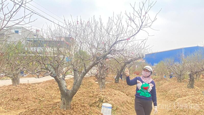 Các hộ trồng đào tại phường An Hải, TP. Hải Phòng bước vào cao điểm thu hoạch, cung ứng ổn định thị trường Tết.