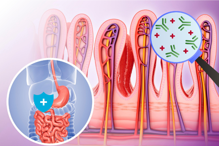 Hơn 70% tế bào miễn dịch của cơ thể tập trung tại đường ruột.