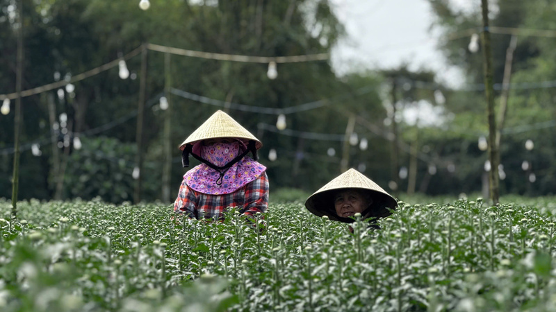 Mặc dù thời tiết và sâu bệnh ảnh hưởng nhiều tới việc trồng hoa nhưng việc giá cả thị trường tăng khiến cho người trồng hoa yên tâm. Ảnh: Nguyễn Dương