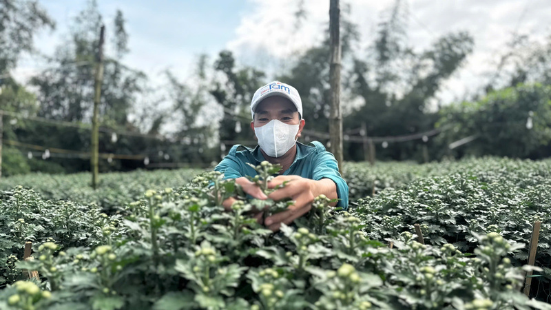 Hoa đã kết nụ, chờ ngày khai nở. Ảnh: Nguyễn Dương