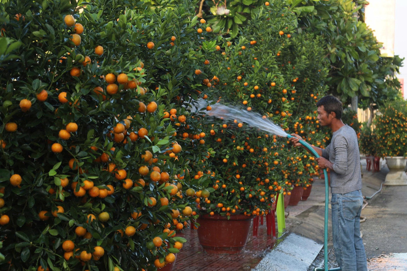 Quất cảnh được người dân Lý Sơn rất ưa chuộng. Ảnh: Nguyễn Dương