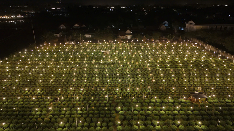 Ban đêm, người dân chong đèn để sưởi ấm cho hoa, đảm bảo hoa bung nở đúng dịp. Ảnh: Nguyễn Dương