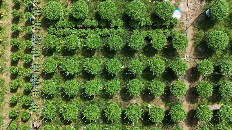 Thủ phủ hoa cúc của miền Trung phấn khởi vì 80% chậu hoa đã có thương lái mua tại vườn. Ảnh: Nguyễn Dương