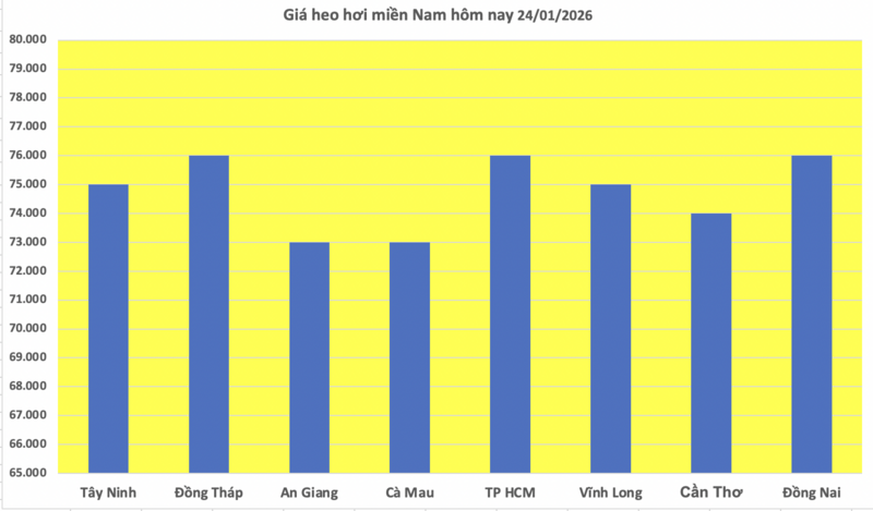 Giá heo hơi hôm nay 24/1/2026: Chạm mốc 80.000 đồng/kg - 3