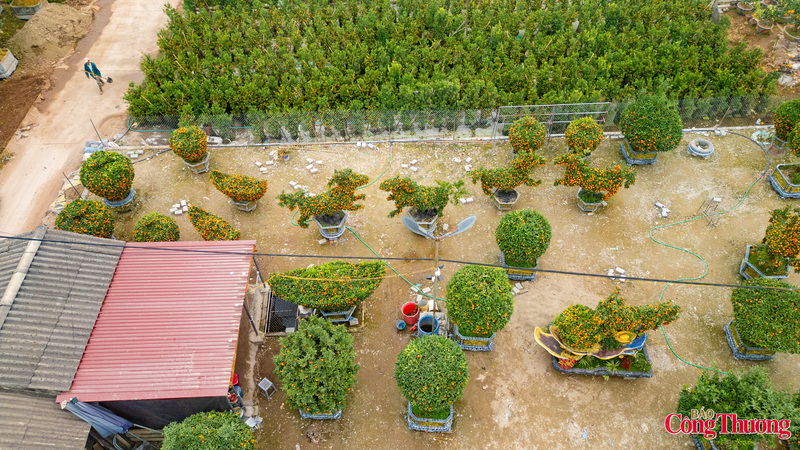 Bên cạnh những cây truyền thống, ở Văn Giang năm nay nổi bật với các mẫu quýt tạo hình linh vật ngựa, bình hút lộc, thỏi vàng…