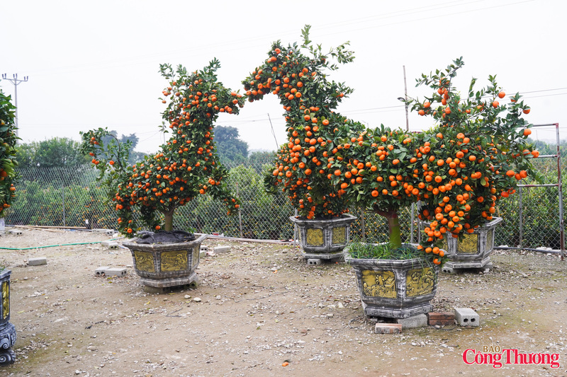 Cặp chậu quất linh vật ngựa được nhà vườn bán ra khoảng 30 triệu đồng/cặp.