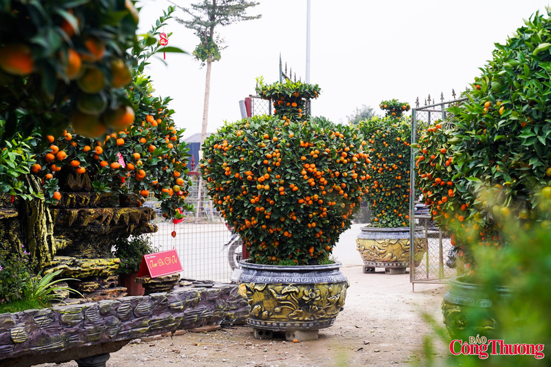 Ngoài ra, thị trường còn có nhiều mẫu quýt cảnh với kiểu dáng đa dạng như quýt lục bình, quýt hút lộc, quýt cầu tài, cầu lộc, đáp ứng nhu cầu trang trí và mong muốn may mắn, thịnh vượng của người chơi cây cảnh trong dịp Tết.