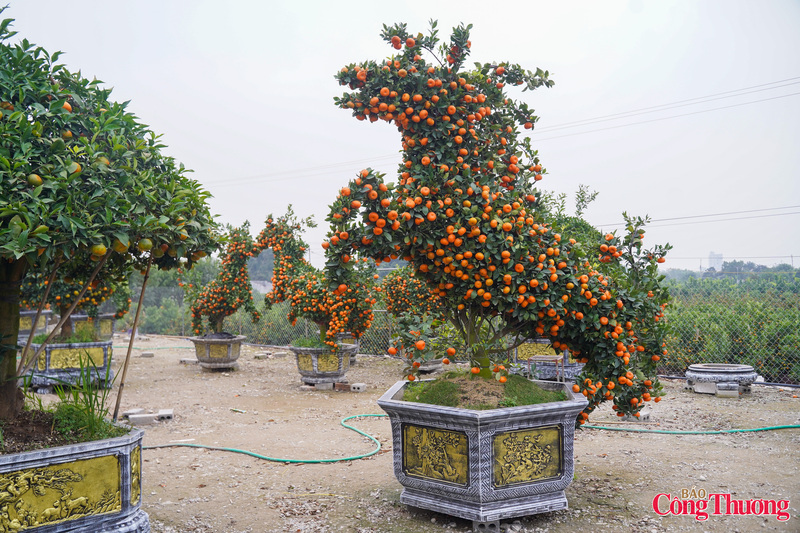 Chậu quất tạo hình linh vật ngựa, cao từ 2,5–3 m, sử dụng giống quýt cảnh khỏe, sai quả.