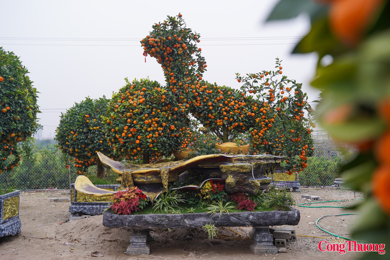 Song song với các loại quýt tạo hình độc lạ, thị trường còn xuất hiện những cây quýt cổ thụ cỡ lớn, có giá lên đến hơn 100 triệu đồng.