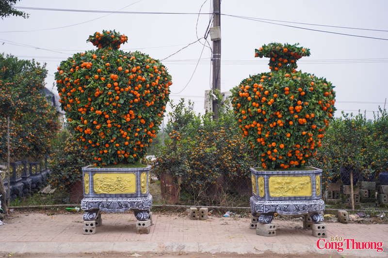 Không chỉ độc đáo về hình thức, quýt hình ngựa còn được nhiều khách hàng lựa chọn bởi ý nghĩa phong thủy.