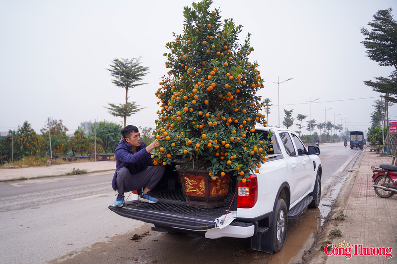 Nhiều khách tranh thủ mua quất chơi Tết sớm.