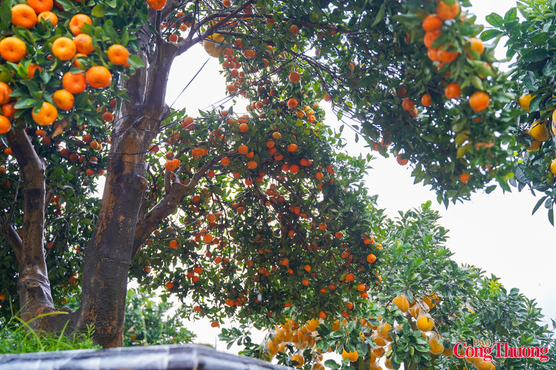 Việc liên tục sáng tạo ra các dòng cây cảnh độc đáo, có giá trị kinh tế cao không chỉ mang lại thu nhập cho người trồng mà còn góp phần khẳng định thương hiệu cây cảnh Hưng Yên trên thị trường cả nước. Những chậu quýt hình ngựa độc lạ, giá hàng chục triệu đồng đang trở thành điểm nhấn, thu hút du khách và người chơi cây cảnh mỗi dịp Tết đến, Xuân về.