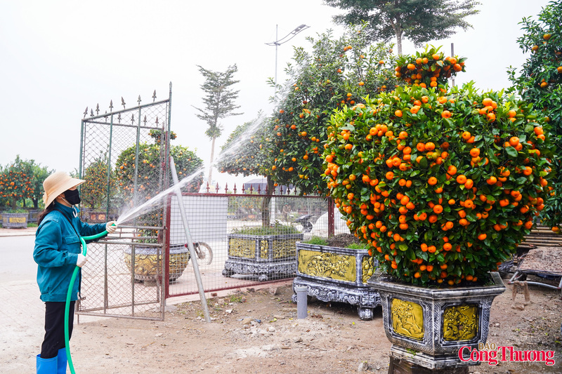 Thời điểm này các nhà vườn tích cực chăm sóc và chuyển hàng đến với các khách hàng đã đặt cây từ trước.