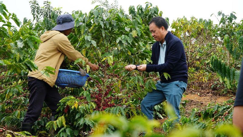 Ông Phan Minh Thông, Chủ tịch HĐQT Phúc Sinh Group thăm vùng trồng cà phê Arabica tại tỉnh Sơn La. Ảnh: H.Y
