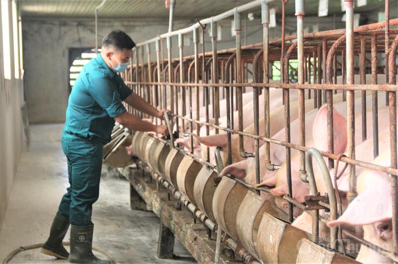 Tại một số địa phương, gi&aacute; heo hơi hiện đ&atilde; chạm ngưỡng 80.000 đồng/kg. Ảnh: N.H