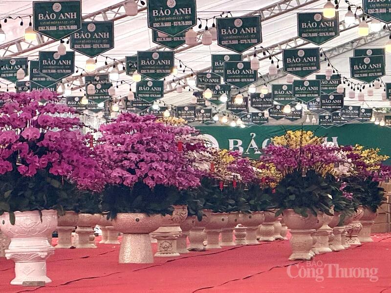 Mẫu mã hoa lan hồ điệp năm nay không có biến động quá lớn.