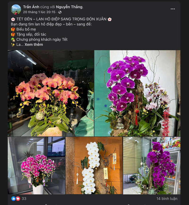 Lan hồ điệp được rao bán trên các nền tảng online. Ảnh chụp màn hình