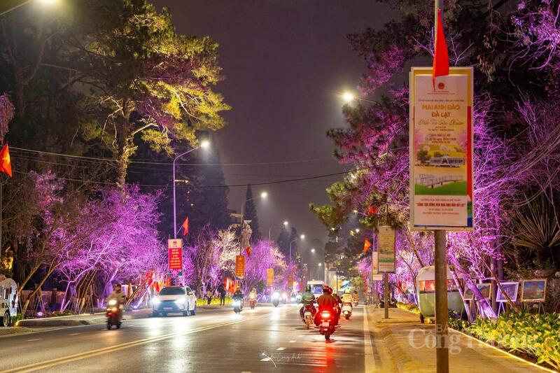 Chương trình diễn ra trong không khí se lạnh đặc trưng của Đà Lạt đầu xuân, khi những hàng mai anh đào đồng loạt khoe sắc, tạo nên bức tranh thiên nhiên dịu dàng, lãng mạn và giàu sức sống.