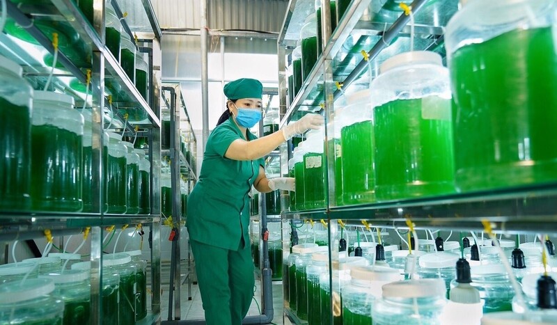 Trên địa bàn tỉnh Nghệ An, nhiều doanh nghiệp đã lựa chọn lĩnh vực sản xuất từ nguồn lợi tự nhiên và áp dụng mô hình kinh tế xanh. Ảnh: Mai Liễu