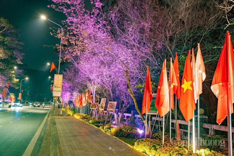 Hơn 300 lá cờ Tổ quốc rực sáng không gian đường hoa mai anh đào Đà Lạt.