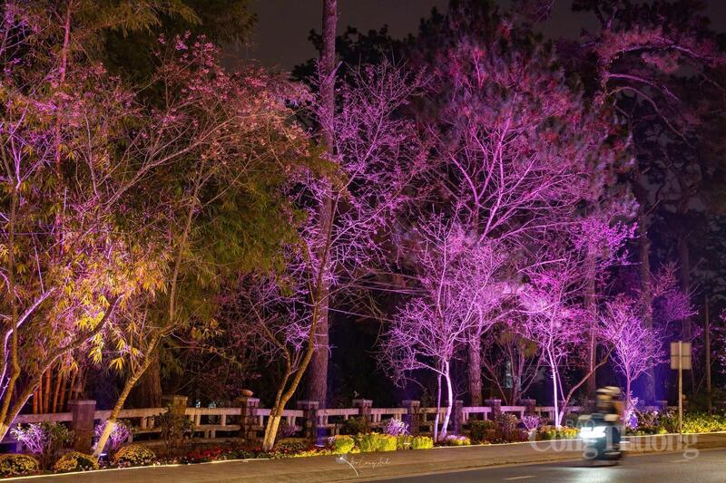 Hơn 300 lá cờ Tổ quốc rực sáng không gian đường hoa mai anh đào Đà Lạt - 9