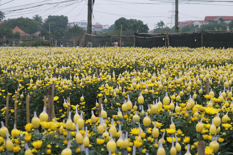 Hàng trăm hecta hoa cúc đồng loạt bung nở, tạo nên bức tranh xuân trải dài ở ngoại thành Hà Nội.