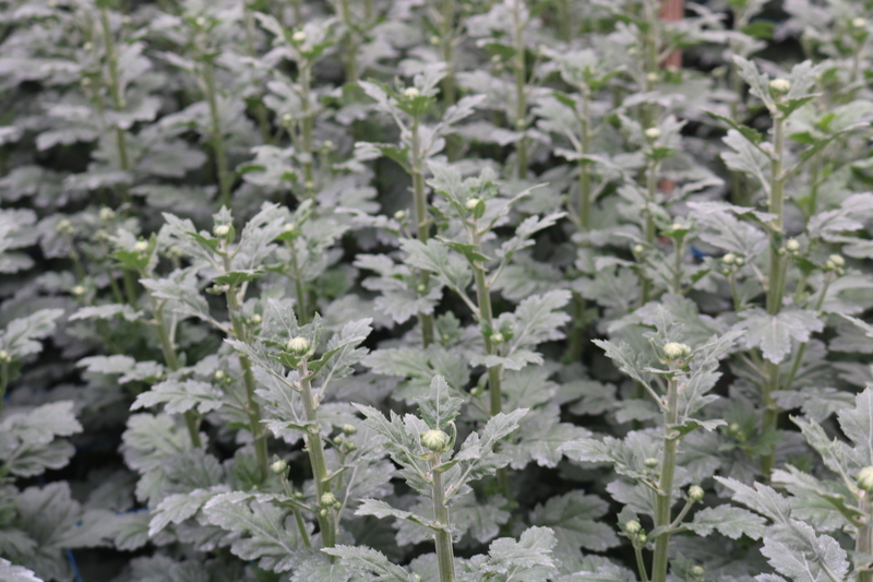 Ngoài kỹ thuật trồng và chăm sóc, yếu tố quyết định đến năng suất hoa chính là thời tiết. Nếu trời nắng ấm, độ ẩm cao, hoa sẽ dễ nở, còn nếu trời mưa, lạnh liên tục hoa sẽ xấu, bị mất giá