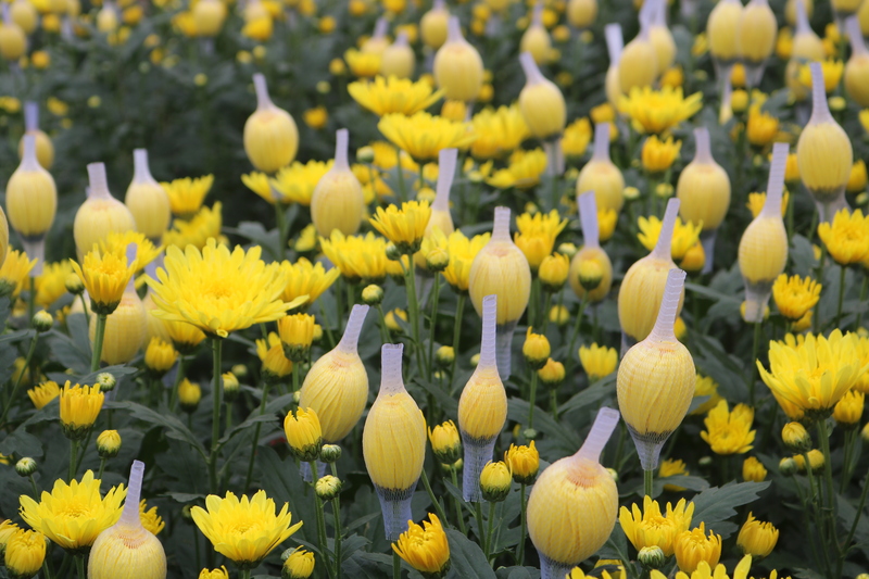 Vườn hoa Tây Tựu được chăm sóc kỹ lưỡng chờ vào vụ Tết.