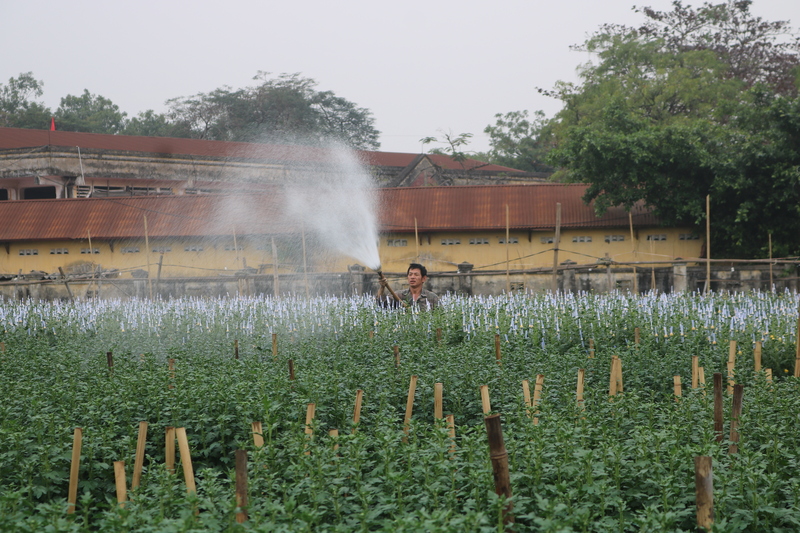 Không khí lao động khẩn trương bao trùm làng hoa những ngày cuối năm.
