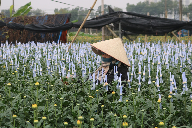 Người nông dân tất bật chăm sóc, cắt tỉa để hoa nở đúng dịp Tết.