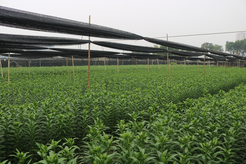 Các luống hoa được chăm sóc kỹ lưỡng nhằm đảm bảo chất lượng đồng đều.