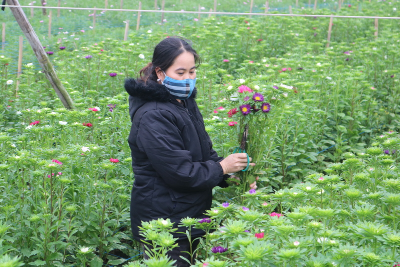 Chủ vườn hoa thu hoạch hoa cánh bướm sau nhiều tháng chăm sóc.