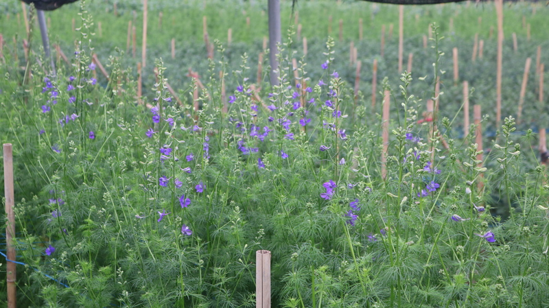 Sắc tím của violet tô điểm cho cánh đồng hoa thêm rộn ràng sắc xuân.