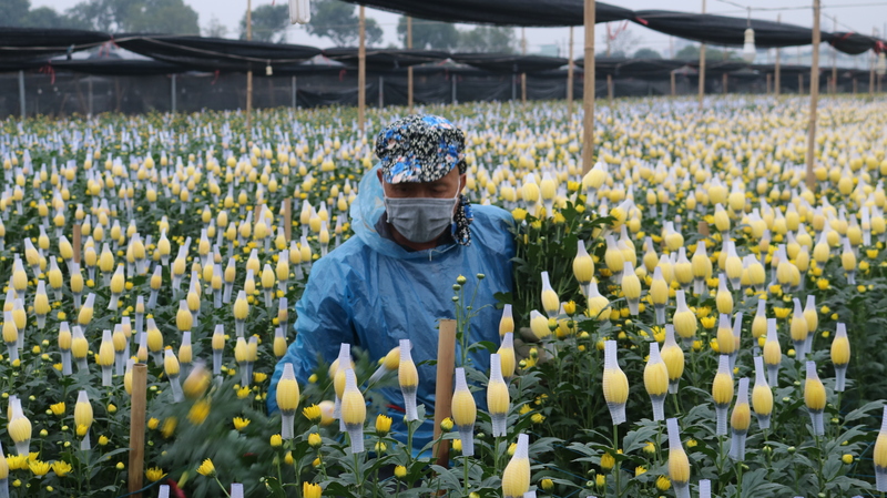 Kiểm tra độ nở của hoa cúc vàng để canh thời điểm thu hoạch phù hợp.