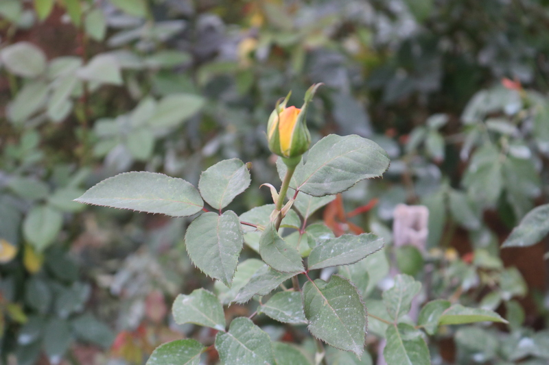 Người dân làng hoa Tây Tựu tất bật vào vụ Tết - 14