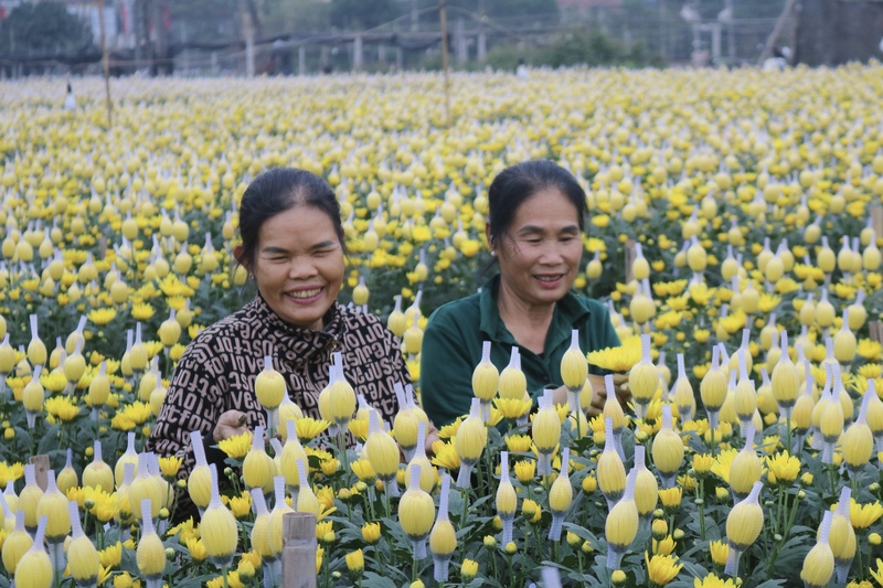 Không khí vui tươi, rộn ràng tại vườn hoa Tây Tựu trong vụ thu hoạch cuối năm. Bác Nguyễn Thị Phượng (55 tuổi, chủ vườn hoa tại làng Tây Tựu) chia sẻ: "Năm nay, thời tiết khá thuận lợi, hoa phát triển đều. Nếu giữ được nhịp này, vụ Tết coi như thắng lợi, bà con chúng tôi cũng phấn khởi".