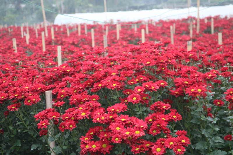 Làng hoa Tây Tựu là một trong những vùng trồng hoa lớn nhất của Hà Nội, với diện tích hơn 650ha trồng các loại hoa: cúc, hồng, ly, đồng tiền…