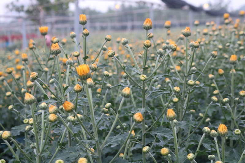 Giá cúc dịp Tết này cũng nhỉnh hơn hẳn so với ngày thường, dao động từ 80.000 - 100.000 đồng/50 bông khi bán buôn và 2.000 - 5.000 đồng/bông tại các chợ lẻ.