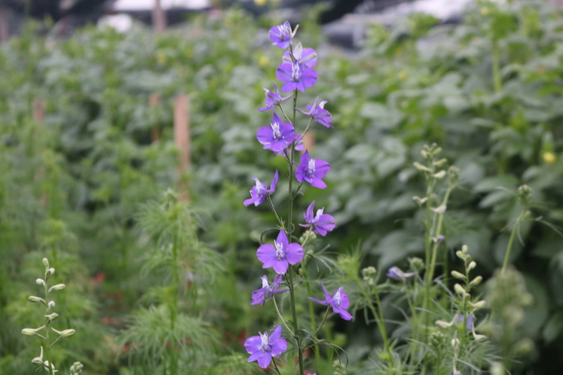 Người dân làng hoa Tây Tựu tất bật vào vụ Tết - 9