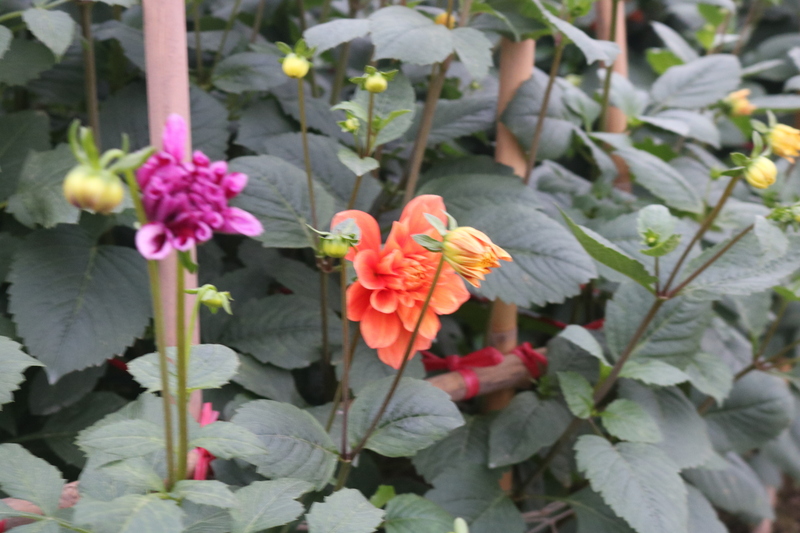 Người dân làng hoa Tây Tựu tất bật vào vụ Tết - 13